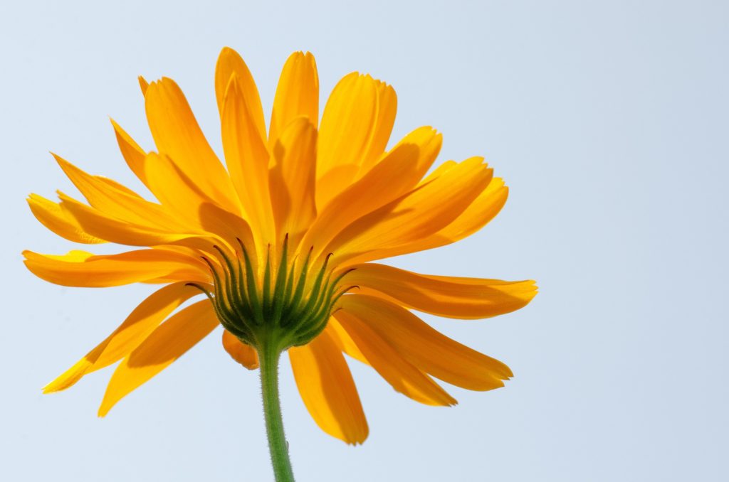 Fleur sans souci Naturopathie Swiss Osteo Lausanne