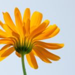 Fleur sans souci Naturopathie Swiss Osteo Lausanne